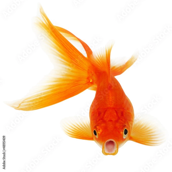 Obraz Gold Fish on White Background