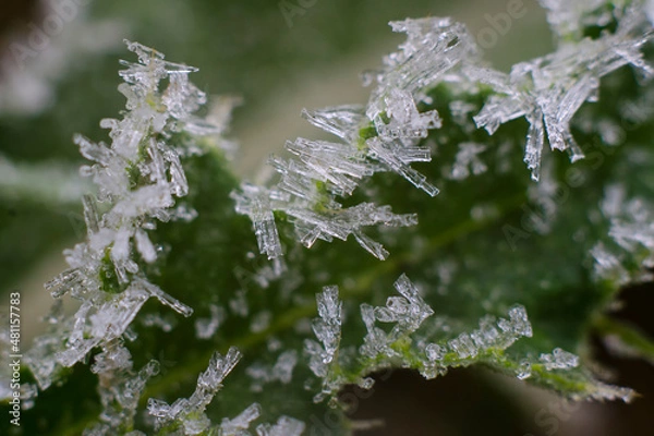 Fototapeta Kryształki lodu