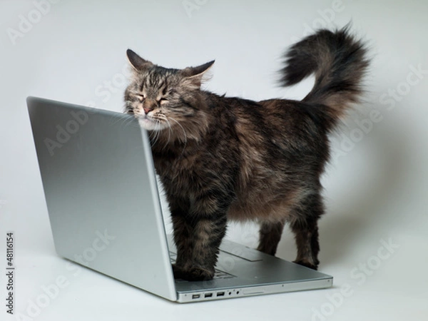 Obraz cat with a laptop