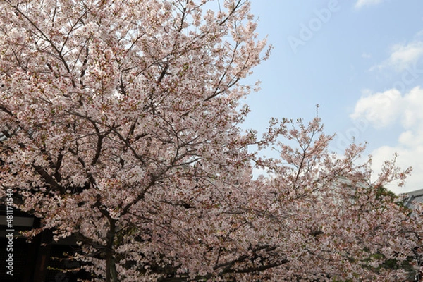 Obraz 本法寺の境内に咲く桜