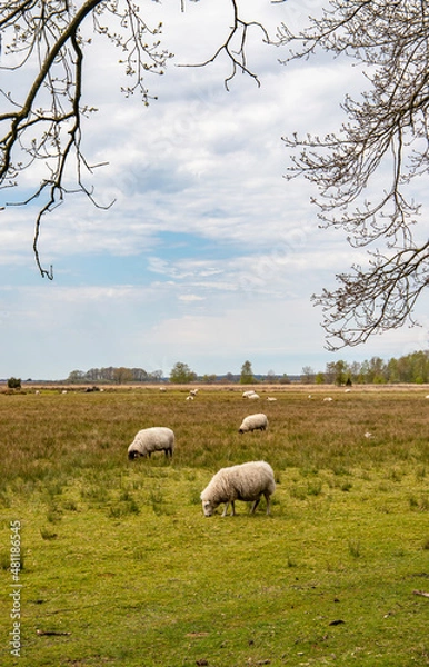 Obraz Sheep in a field