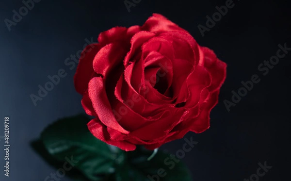 Obraz single red rose