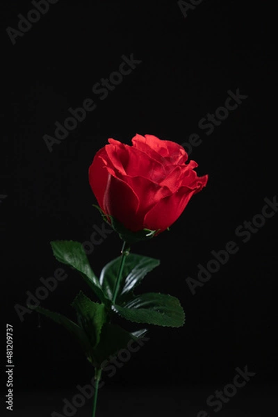 Obraz single red rose on black