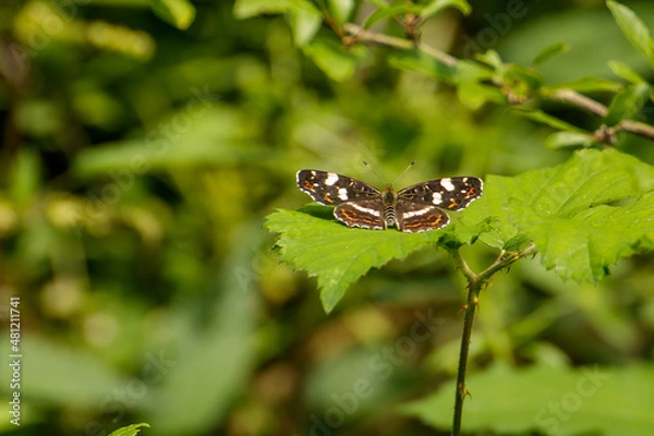 Obraz butterfly on leaf