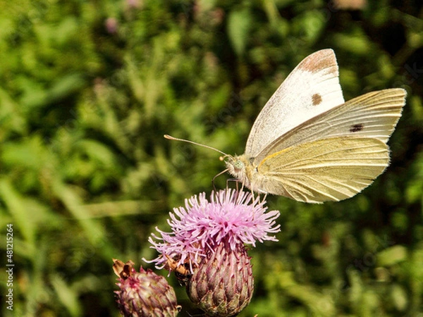Obraz butterfly on flower