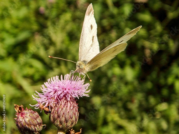 Obraz butterfly on thistle