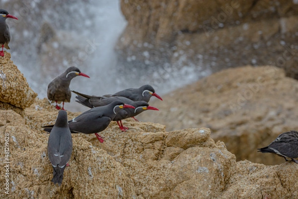 Obraz Seagull ocean birds
