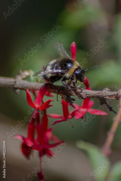Obraz Bees in the garden