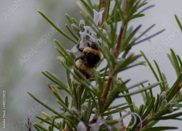 Obraz Bees in the garden