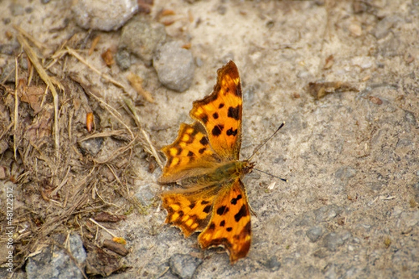 Fototapeta butterfly on leaf