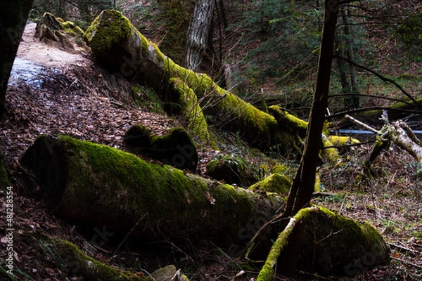 Fototapeta Mossy Tree