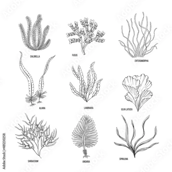 Fototapeta Hand drawn algae black set on white background. Vector illustration isolated sketch. Line art.