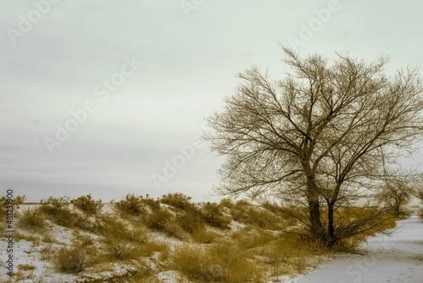 Fototapeta A tree in the steppe on the river bank in winter
