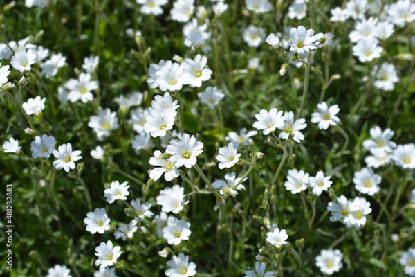 Fototapeta Field chickweed