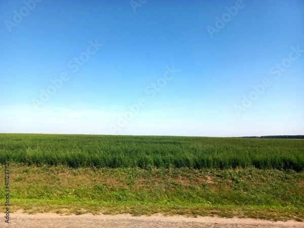 Obraz field and blue sky