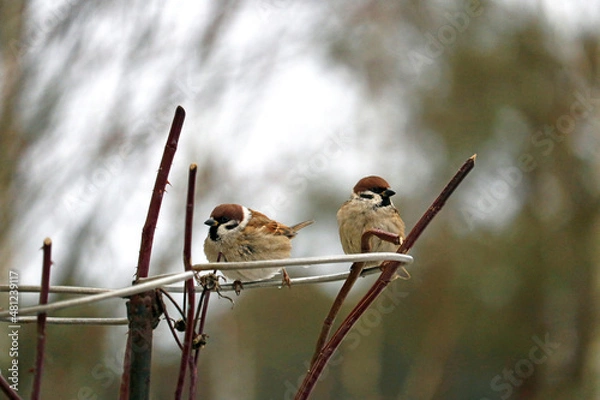 Obraz sparrow in the bush	
