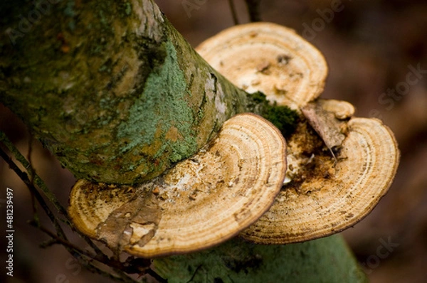 Fototapeta Trunk of tree with honey fungus.