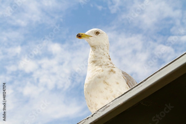 Fototapeta Seagull portrait with cloudy sky in background