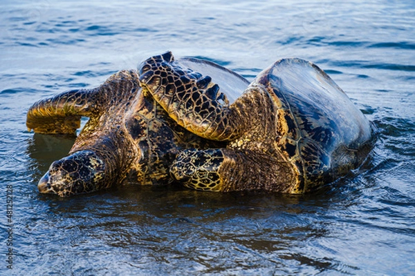 Obraz spooning sea turtles