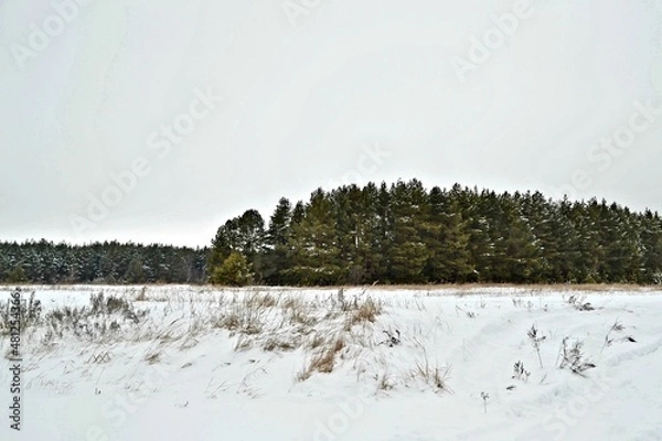 Obraz snow covered trees