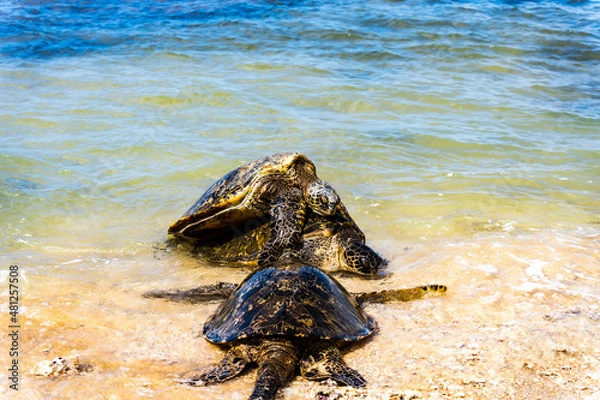 Obraz three's a crowd