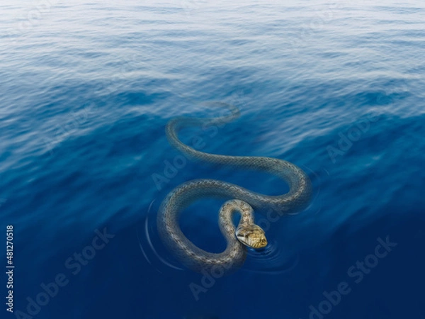 Fototapeta Olive sea snake, Aipysurus laevis Returning to the surface to breathe and swimming in the ocean close up. 
