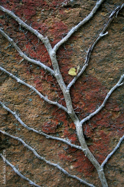 Obraz Adern der Natur