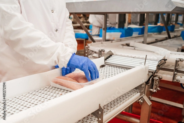 Obraz Conveyor Belt Food.The meat factory. Chicken fillet production line . Factory for the production of food from meat.Modern poultry processing plant.