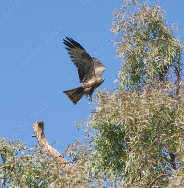 Fototapeta Black kite flying over a tree