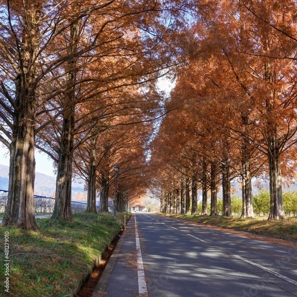 Fototapeta ちょうど見頃のメタセコイヤ並木の黄葉トンネル＠マキノ、滋賀
