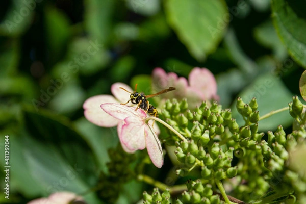 Fototapeta wasp sitting on a flower in the garden
