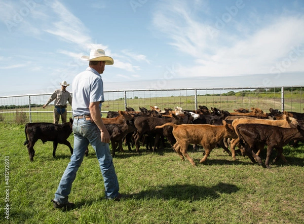 Obraz Cowboy and rancher sorting calves in spring on western cattle ranch