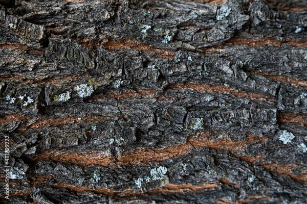 Fototapeta Tree bark macro texture, aged wood, cracks on the tree, old tree in the park photo background for screensaver and print