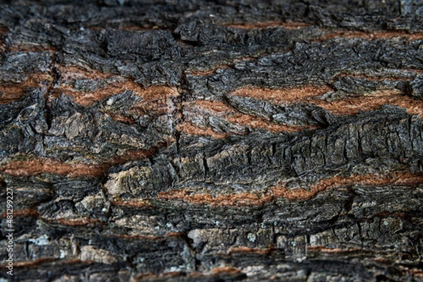 Fototapeta Tree bark macro texture, aged wood, cracks on the tree, old tree in the park photo background for screensaver and print