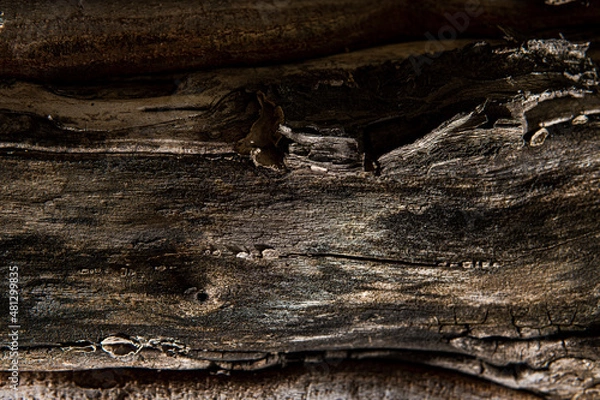 Fototapeta Tree bark macro texture, aged wood, cracks on the tree, old tree in the park photo background for screensaver and print