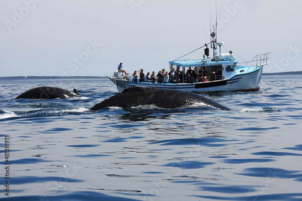 Fototapeta Fundy Bay in Nova Scotia whale watching from a boat