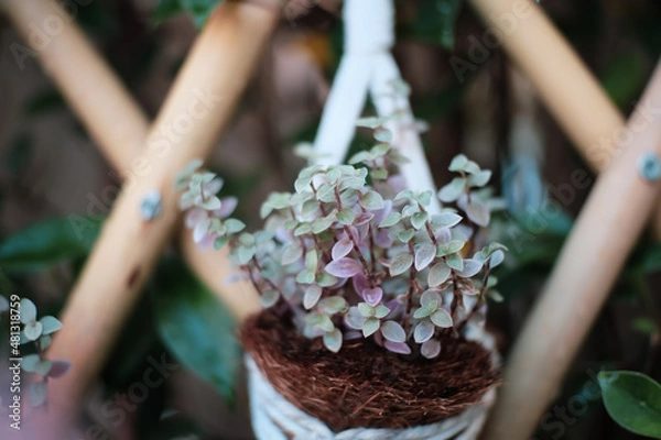 Fototapeta bee on a flower
