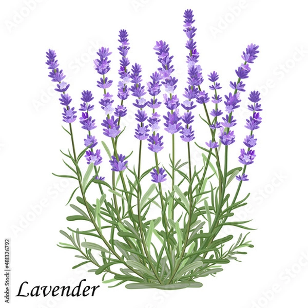 Obraz Lavender flowers. Blooming lavender bush with purple flowers, realistic vector illustration.