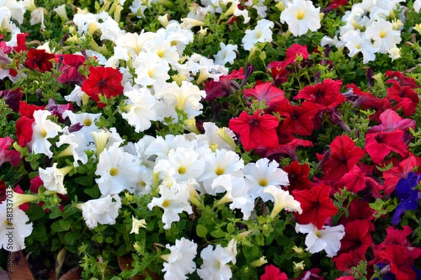 Obraz Colorful Flower Mix