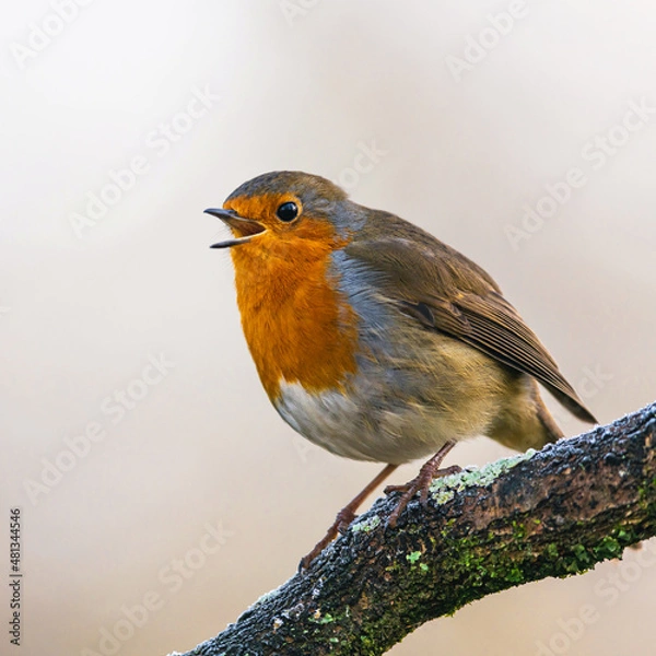 Obraz European Robin, Erithacus rubecula in environment