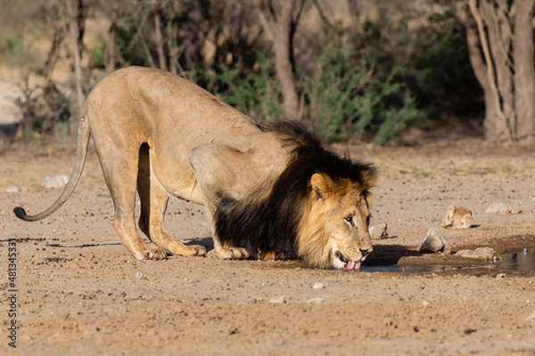 Fototapeta One big male lion, drinking water early in the morning in Kgalagadi Transfrontier Park in South Africa