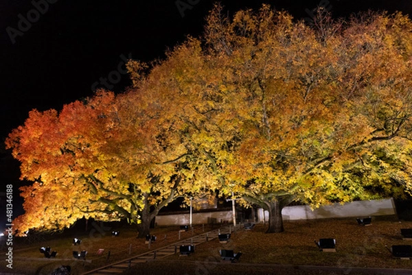 Obraz 閑谷学校の楷