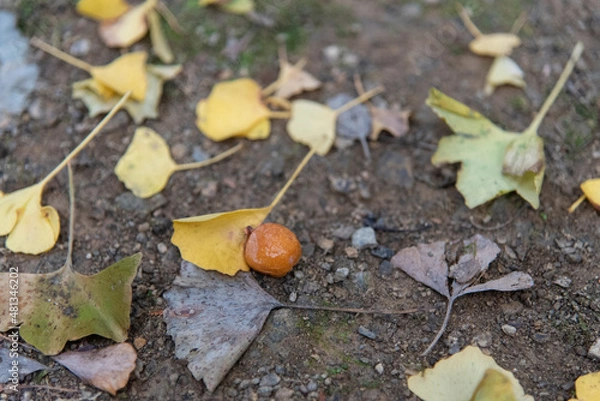 Obraz お葉付きイチョウ