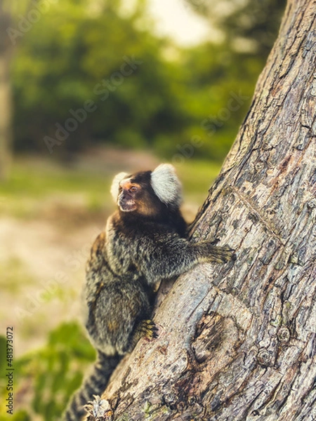 Fototapeta squirrel on tree