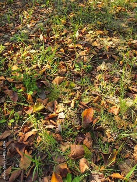 Fototapeta 秋の公園の桜の枯れ葉と若草のある野原風景