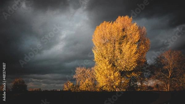 Fototapeta Yellow tree dramatic storm sky