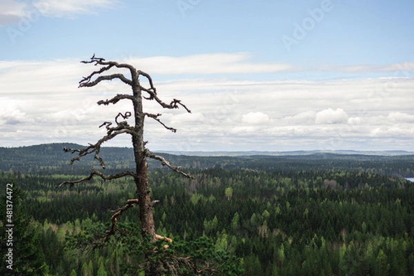 Obraz tree in the mountains