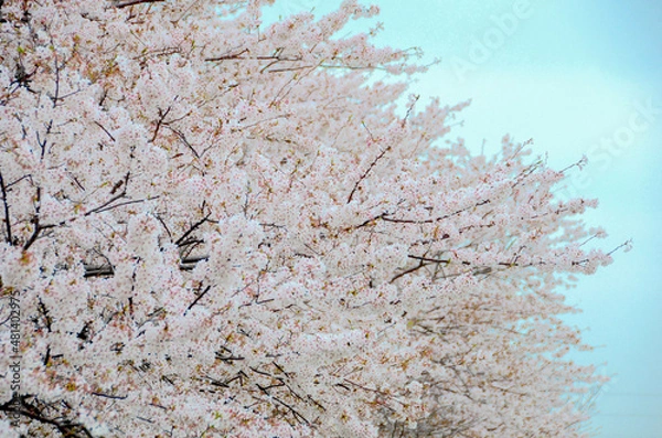 Obraz cherry blossom in spring