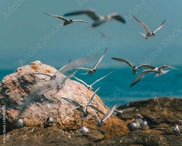 Fototapeta Terns flying around rock in Newport, Rhode Island