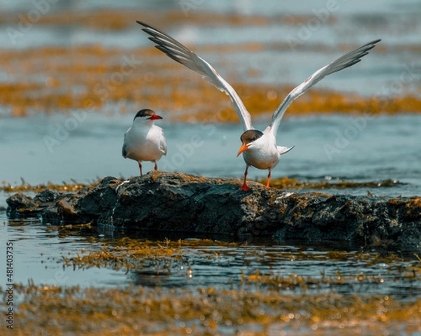 Fototapeta Two terns on rocky shoreline, Newport Rhode Island